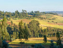 Ethiopië: Het geboorteland van koffie