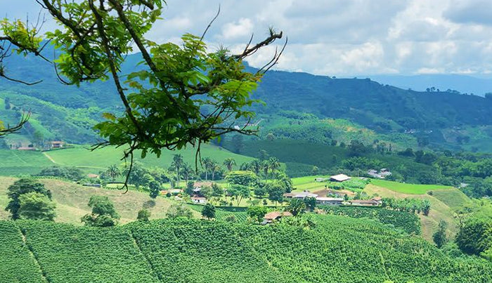 <h1>Koffieland Colombia</h1>