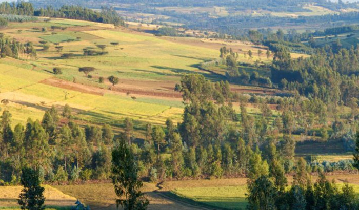 <h1>Koffieland Ethiopië</h1>