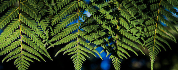 <h3><strong>Meer lezen over Rainforest Alliance?</strong></h3>