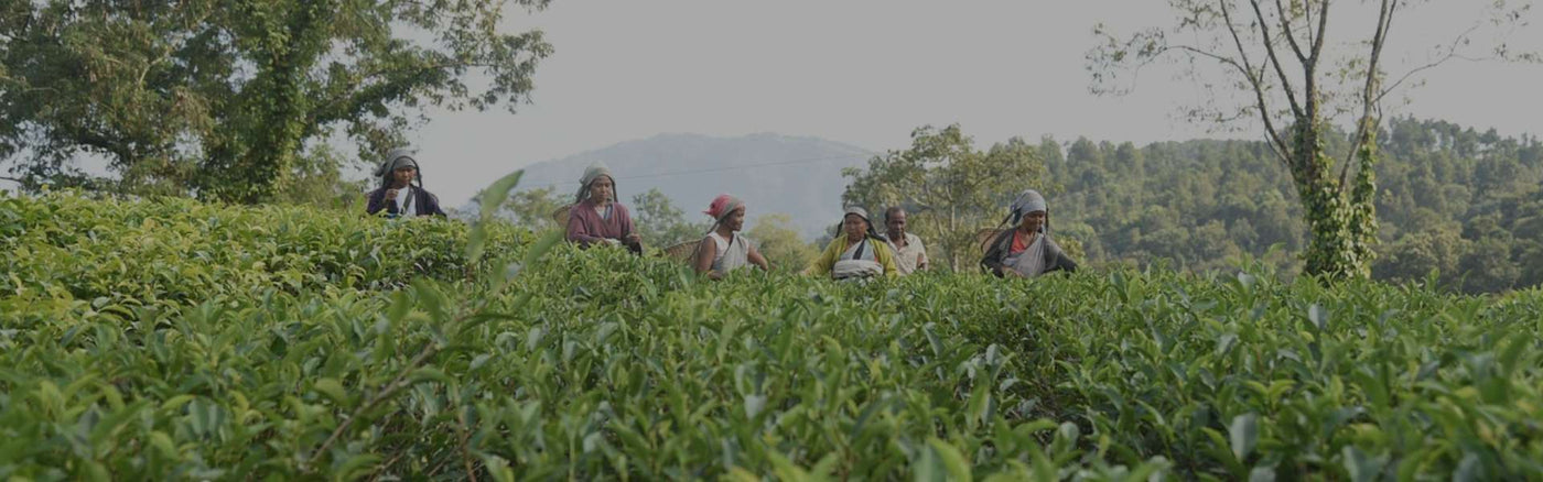 Wat is het verschil tussen zwarte, groene en witte thee?