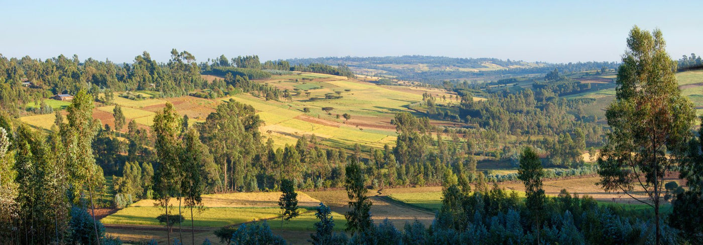 Ethiopië: Het geboorteland van koffie