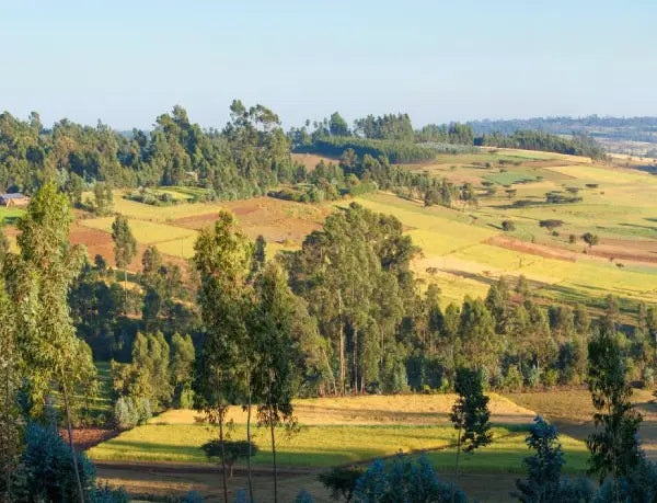 Ethiopië: Het geboorteland van koffie