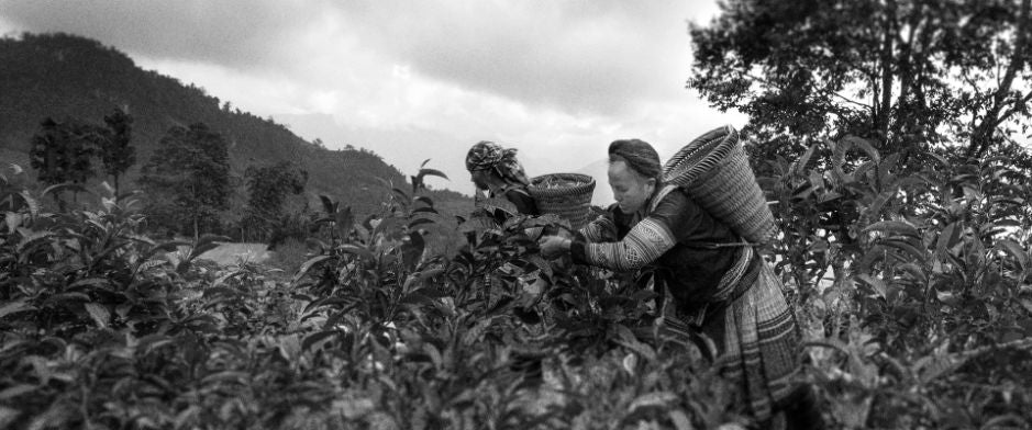 Hoe lang moet je thee laten trekken? - Kaldi Koffie en Thee