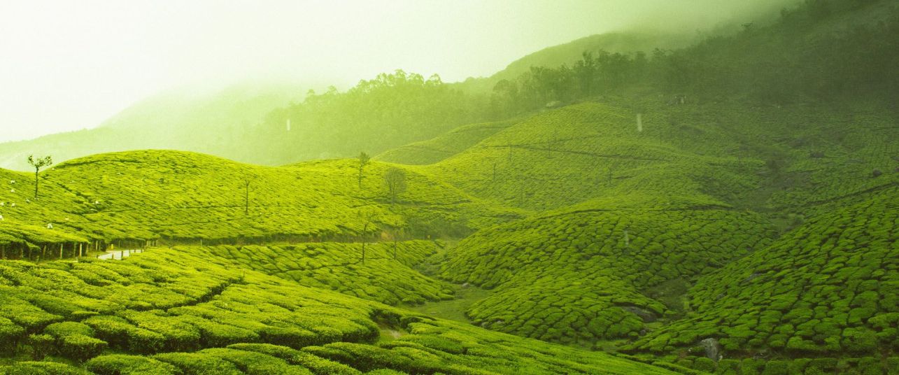 Het water van de thee