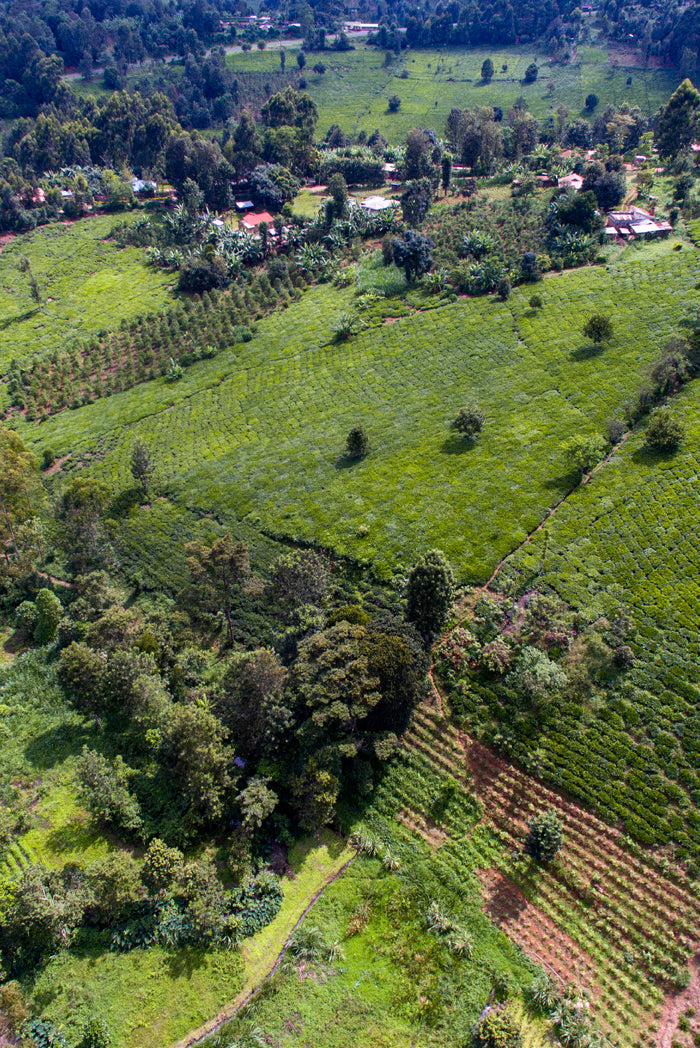 <h1>Kaldi Kenia</h1>