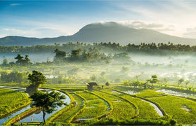 Coffee countries