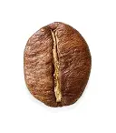 Robusta koffieboon